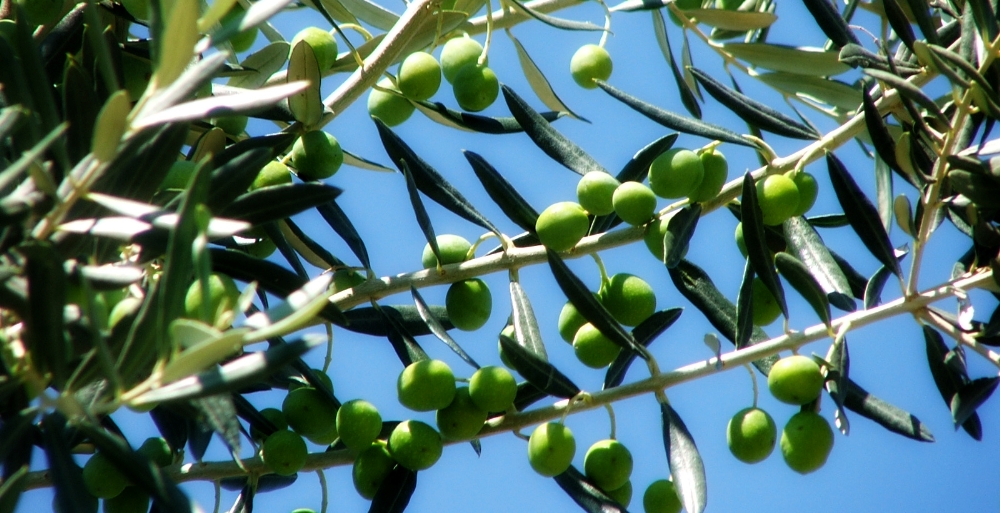 olive